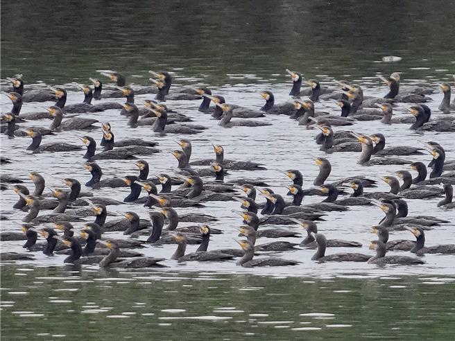 鸬鹚每年都会在新山水库为主的淡水河系度过冬天，在牠们停留期间，预估会为淡水河水系移除30万尾外来种吴郭鱼。（基隆鸟会提供／张志康基隆传真）