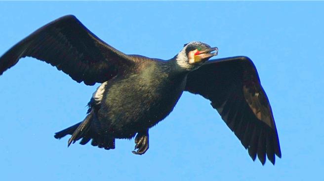 鸬鹚每年都会在新山水库为主的淡水河系度过冬天，在牠们停留期间，预估会为淡水河水系移除30万尾外来种吴郭鱼。（基隆鸟会提供／张志康基隆传真）