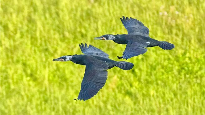 鸬鹚每年都会在新山水库为主的淡水河系度过冬天，在牠们停留期间，预估会为淡水河水系移除30万尾外来种吴郭鱼。（基隆鸟会提供／张志康基隆传真）