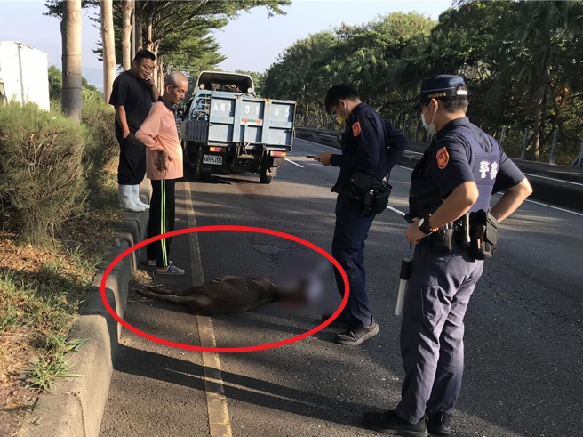 彰化县花坛乡台74甲线东外环道路3日发生水鹿遭货车撞毙事件，警方获报到场处理。（民眾提供／孙英哲彰化传真）