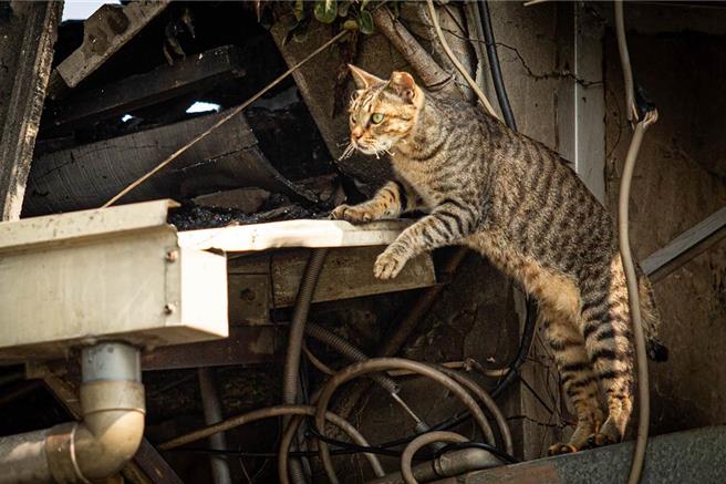 过去店内常有喂养、自由进出的浪猫，保险公司认为极有可能是咬破电线致灾的元凶。（本报资料照片，袁庭尧摄）