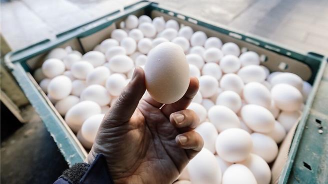 确保进口蛋品流向，行政院启动联合稽查计画。（本报资料照片）