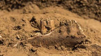 西周古城遺址出土 超富有！120具馬匹骨骸「疊羅漢」