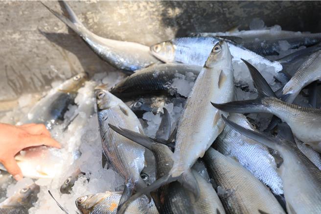 高雄市長陳其邁表示，大海開吃正式起跑，在北高雄5個漁港，從近海到遠洋各式各樣的漁獲，利用周末假期舉辦各式活動，邀請市民朋友大海開吃。（高雄市政府新聞局提供／林雅惠傳真）