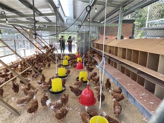 「红叶福利鸡蛋生产合作社」由一群长者筹办成立，採友善饲养环境、扩建共有鸡舍，让鸡蛋产能与质量提升，让合作社永续经营。（王志伟摄）