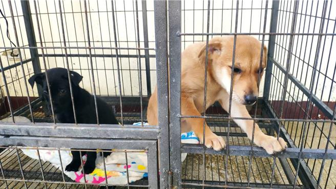 苗栗縣3鄉鎮23個里將執行移除遊蕩犬計畫。（李京昇攝）