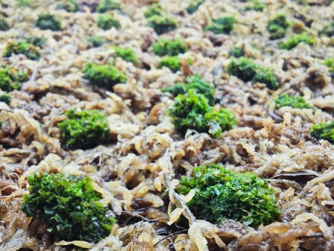 展览首日进行鹿角蕨「金童孢子苗」拍卖，最终以1000万元的价格成交。（图／主办单位提供）