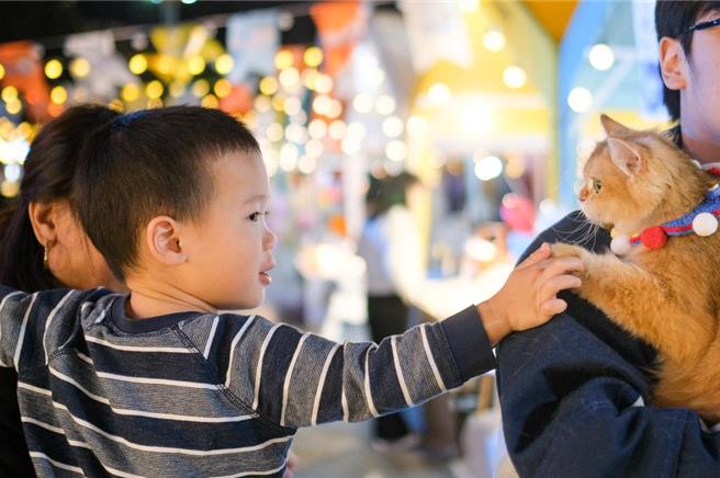 重庆市南岸区南滨路烟雨公园，日前举办「彩虹集市」。集市上特色小吃、饮品、手工艺品等摊位依次排开，既有浓浓的烟火气，又散发着十足的时尚范儿，成为秋日山城夜晚一道亮丽的风景线，为城市夜经济增添了不少活力。图为集市中一位宠物摊主的猫咪吸引一位小朋友的目光。（中新社）