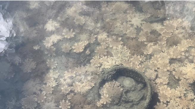 台南市將軍區青鯤鯓扇形鹽田日前出現台南罕見的「倒立水母」，最近又有民眾在附近的青山漁港發現倒立水母，而且數量驚人。（張毓翎攝）