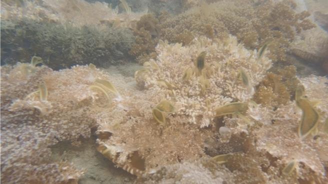 攝影達人郭柏逸在水中拍到的倒立水母景象。（郭柏逸提供／張毓翎台南傳真）