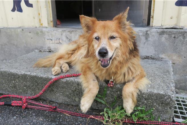 名叫「咖哩」的老犬年齡約8歲，是1隻混種母犬，經過民眾通報救援後，動保處派員至土城區大水溝內順利救援後送至中和動物之家照顧。（新北市動保處提供）