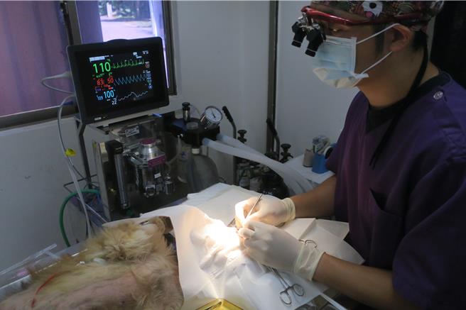 動物醫院眼科獸醫師張佑安幫「咖哩」完成囊內水晶體移除手術。（新北市動保處提供）