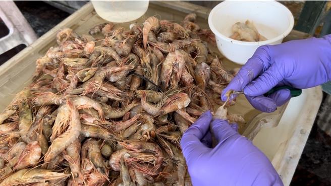 剛送上岸的火燒蝦，需要以人工剝蝦殼、去除腸泥。（張毓翎攝）