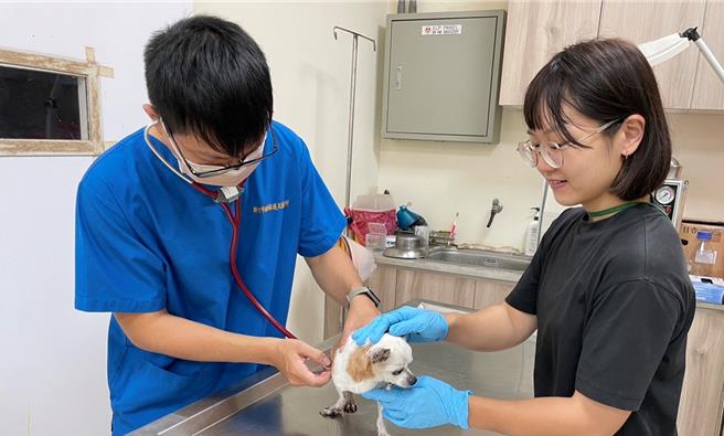 即日起至12月8日，认养犬猫新竹市加码健检补助最高3000元。（新竹市政府提供／王惠慧新竹传真）