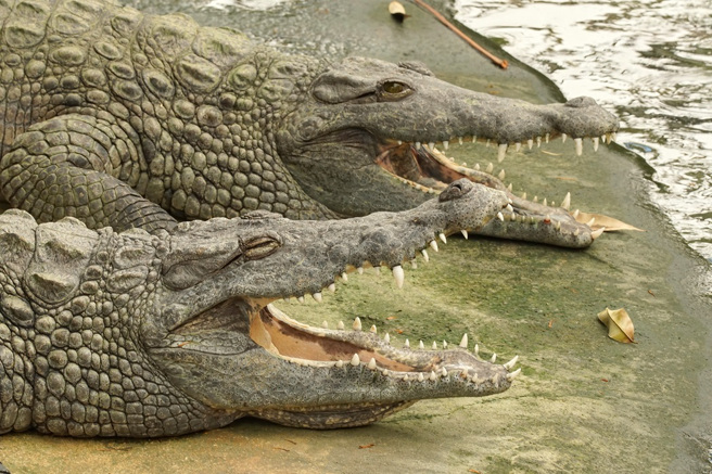 專家解釋，鱷魚可能把直升機的聲音錯認成暴雷聲或同性競爭對手的低吼聲，才會引發集體交配的現象。(示意圖/達志影像)