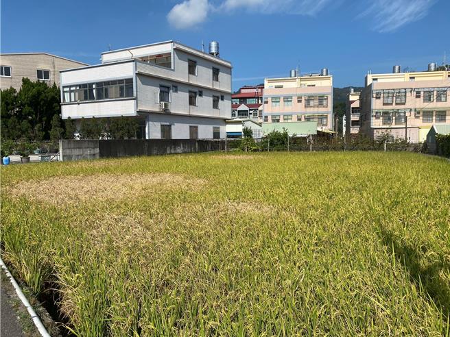 飛蝨類害蟲造成水稻蝨燒。（苗栗縣政府提供／李京昇苗栗傳真）