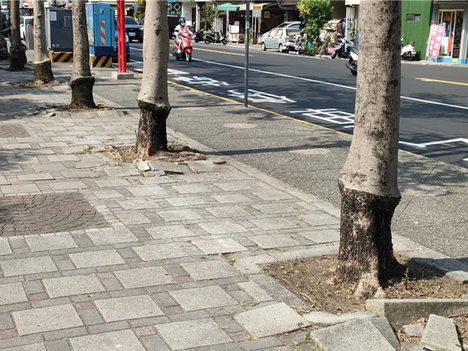 台中市大里区兴大附中与爽文国中是在地重要学区，人口稠密，每日行经车流、人流多，兴大附中周遭人行道树木窜根严重。（潘虹恩摄）