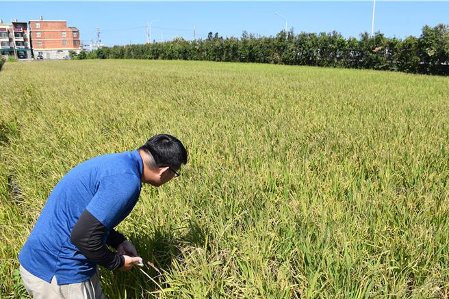 後龍鎮二期稻作因受小犬颱風帶來含鹽雨水影響，出現空包彈情形。（謝明俊攝）