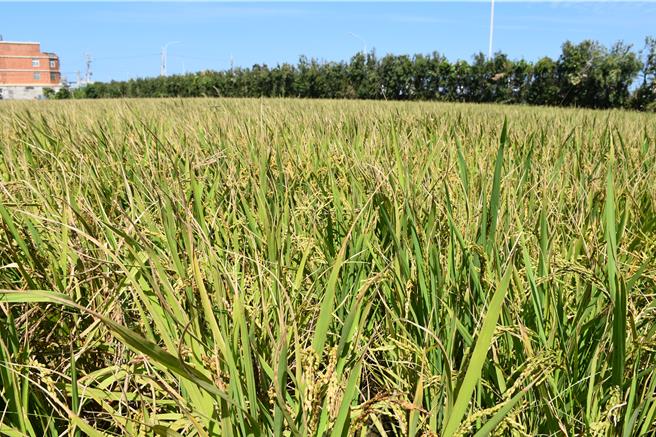 後龍鎮二期稻作因受小犬颱風帶來含鹽雨水影響，出現空包彈情形。（謝明俊攝）