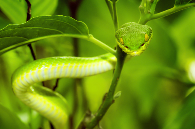 生物學家近期證實，在緬甸發現新品種「烏茲氏蝮蛇」（Trimeresurus uetzi），外觀通體呈鮮綠色，具有毒性。（示意圖，非報導中的蛇種／Shutterstock）