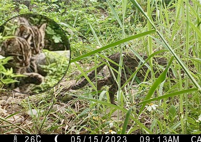 林業署南投分署在貓羅溪河灘地造林、營造生態，今年5月拍到石虎媽媽帶著2隻小石虎出沒的影像。（林業保育署南投分署提供／楊靜茹南投傳真）