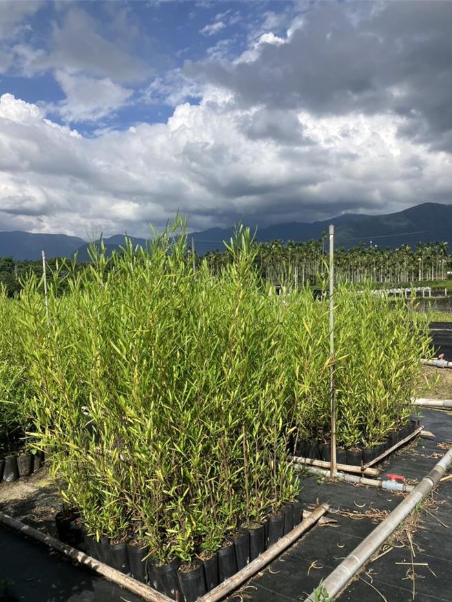 「車桑子」適合庭園造景且兼具防風沙，很適合綠籬營造。（林業保育署南投分署提供／楊靜茹南投傳真）