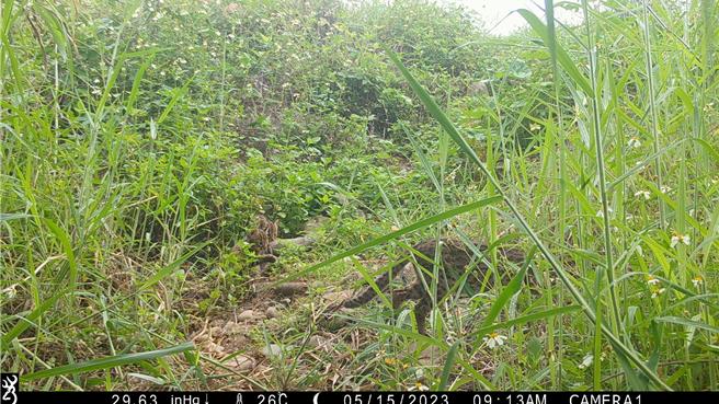 貓羅溪河灘地2020年起造林，觀測到石虎、白鼻心等野生動物活動蹤跡，今年5月還拍到石虎媽媽帶著2隻小石虎出沒。（林業保育署南投分署提供／楊靜茹南投傳真）