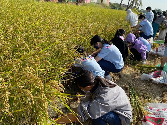 台南下营弘昌碾米厂多次邀请学校单位，带着学生体验割稻、碾米的过程。（下营观光休閒农业协会提供／张毓翎台南传真）