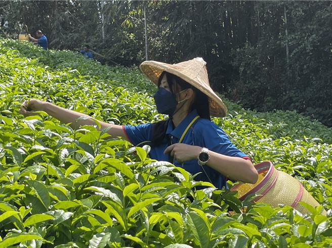 女学员参加鱼池乡农会举行的大叶种红茶产制技术竞赛及研习，了解红茶制茶技巧、红茶风味及茶园管理等知识。（杨静茹摄）