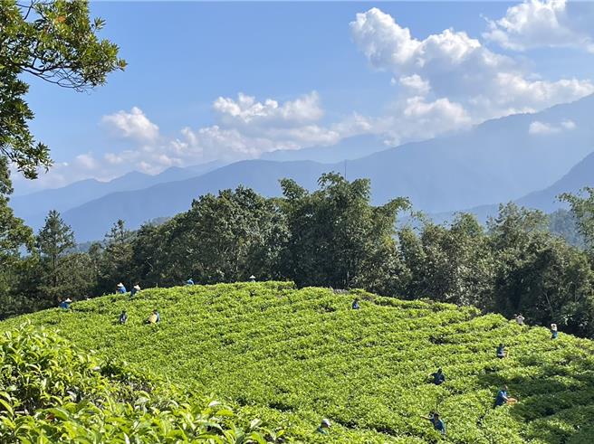大叶种红茶产制技术竞赛及研习活动共35名学员报名，7日学员们顶着烈日採茶。（杨静茹摄）