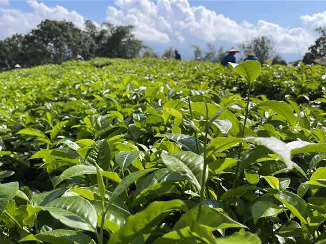 茶改场鱼池分场分场长黄正宗表示，冬茶茶菁的含水量少、纤维量多，从茶菁可以判别茶汤好坏。（杨静茹摄）
