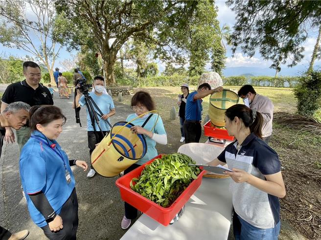 35名学员在日月潭茶改场顶着烈日採茶，为了避免重量不足遭降等，有人的茶菁重达2000公克。（杨静茹摄）