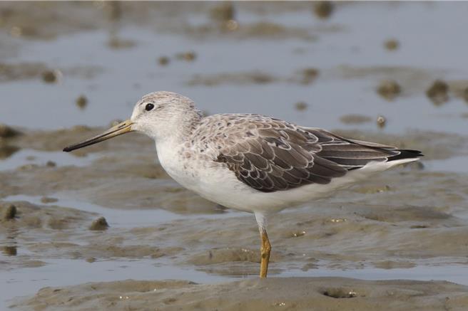 国际濒危「诺氏鹬」连续8年回到台南将军溼地度冬。图为鸟友多年前记录到牠的身影。（鸟友林文崇提供／曹婷婷台南传真）
