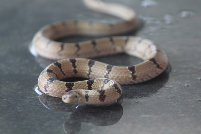 随着户外运动、登山风气盛行，在野外遇到蛇的机率也大幅提高。（示意图／Shutterstock）