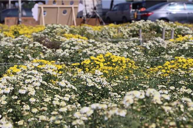 銅鑼鄉九湖台地種植杭菊有80多年歷史。（苗栗縣政府提供／李京昇苗栗傳真）