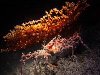 鏡頭下展現潮境生態之美 作品首見深海蜘蛛蟹