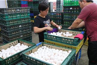 慎防國際禽流感 消基會籲「必要時暫停進口蛋」
