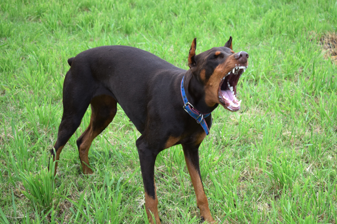 帶狗到大學校園自由活動追逐嚇人，法官裁罰8000元。（示意圖／達志影像）