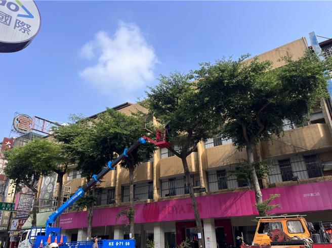 台中市建設局指出，因該路段小葉欖仁浮根產生安全疑慮，市府接獲里民反應，報請景觀植栽委員會審議，9月依規進行移植與移除。（建設局提供／張亦惠台中傳真）