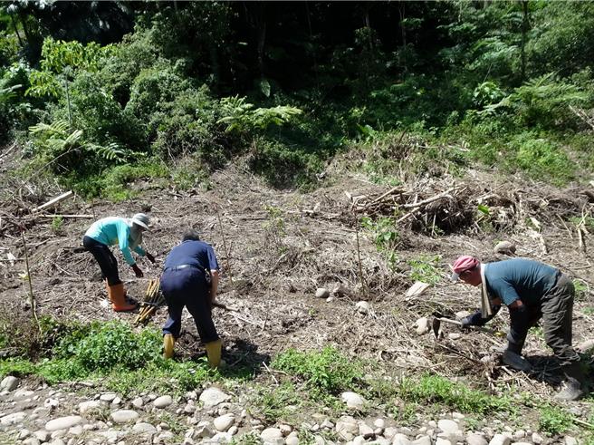 湖山水庫附近老竹林砍除後，社區居民參與造林。（林保署南投分署提供）