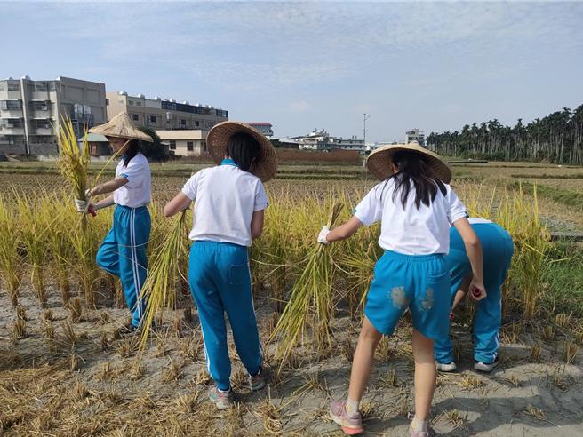 正值稻作採收期，台中市大里区瑞城国小六年级学生9日上午前往雾峰参访，学童戴起斗笠、手套弯下身，一手抓着稻秆一手拿起镰刀，实际体验早期农夫割稻日常。（潘虹恩摄）