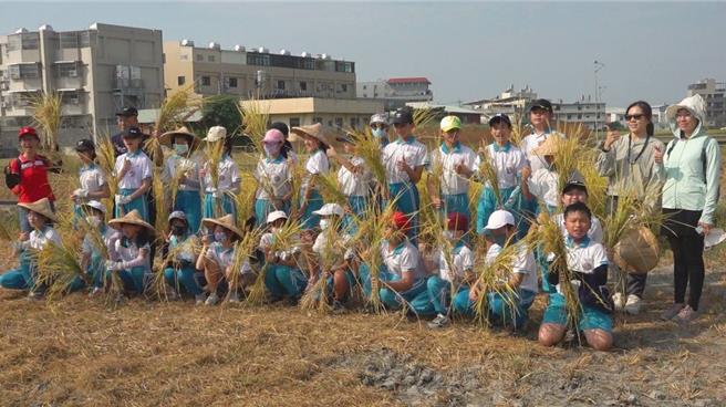 台中市大里区瑞城国小六年级学生9日上午前往雾峰参访，实际体验割稻日常，每人收成满满。（潘虹恩摄）