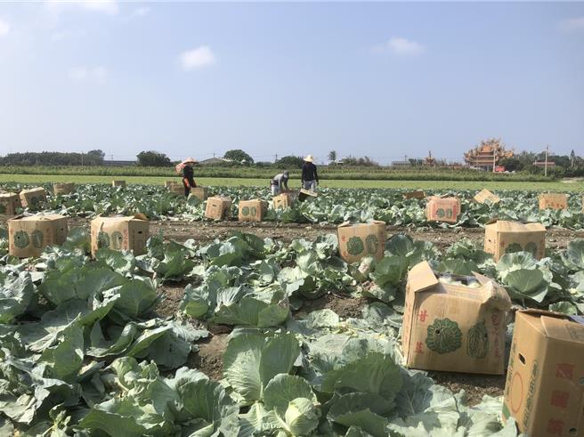 柯姓農友經常到各地採收高麗菜，根據他觀察，受到節氣影響，今年冬天平地高麗菜產季延後約1個月。（柯姓農民提供／張毓翎台南傳真）
