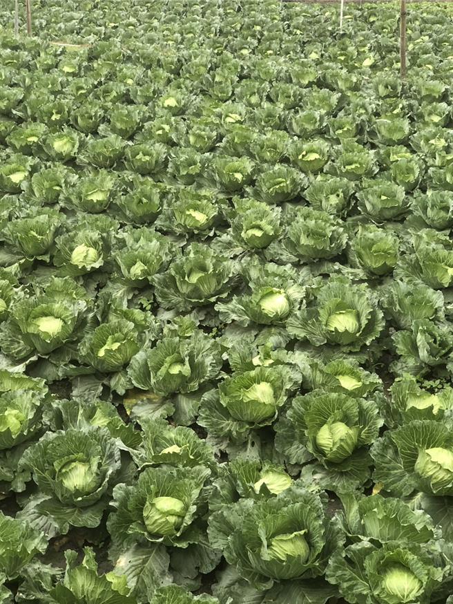 柯姓農友說，台灣生產的高麗菜，口感、味道比從國外進口的高麗菜好，希望消費者多多支持。（柯姓農民提供／張毓翎台南傳真）