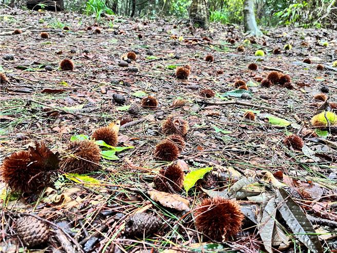 霞喀羅古道楓紅時節吸引大批山友登山健行，林業署新竹分署與在地原青簽訂合作備忘錄，協助維護山林休憩品質。圖為白石駐在所前板栗。（林業署新竹分署提供／邱立雅竹縣傳真）