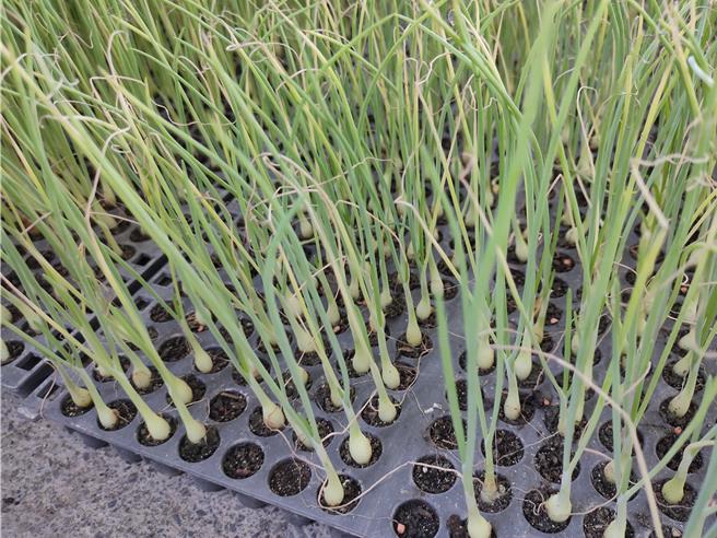 今年中颱小犬来袭，导致恒春半岛传统土拔苗育苗田的洋葱苗惨遭风雨肆虐而全军覆没，但恒春农会今年以机械自动化播种的洋葱穴盘苗，在移地驯化后完整无缺的生长。（农粮署南区分署提供／谢佳潾屏东传真）