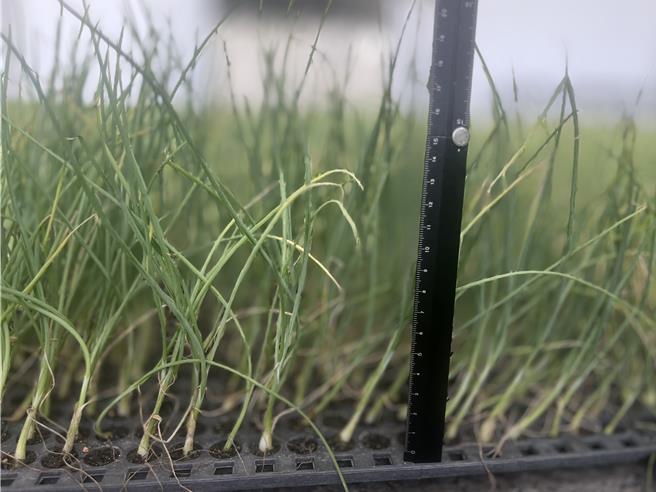 今年中颱小犬来袭，导致恒春半岛传统土拔苗育苗田的洋葱苗惨遭风雨肆虐而全军覆没，但恒春农会今年以机械自动化播种的洋葱穴盘苗，在移地驯化后完整无缺的生长。（农粮署南区分署提供／谢佳潾屏东传真）