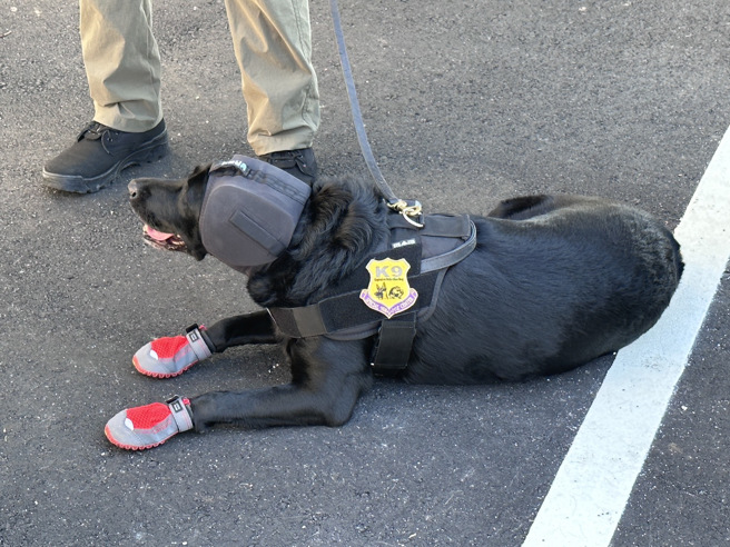 特勤随扈藏「暗器」！侦爆犬配美军「这款超强耳罩」阻干扰。(叶庭欣摄)