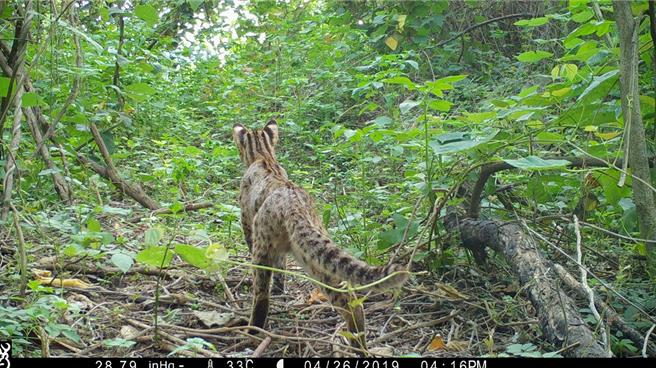 林业署台中分署9日举行「台中绿网保育策略暨阶段推动成果分享」大平台会议时表示，大甲溪和筏子溪石虎数量有明显增加。（林业署台中分署提供／陈淑娥台中传真）