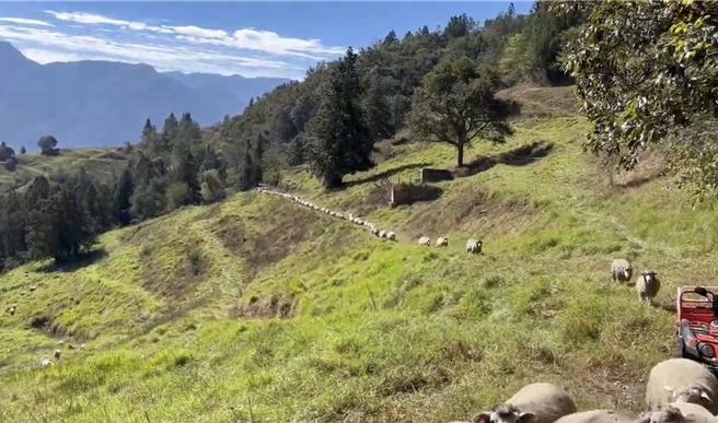 牧羊人要領頭羊群先停下來，穿哨子、發出吆喝聲交管，要後方龜速羊快跟上。（清境農場提供／楊靜茹南投傳真）